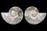 Choffaticeras (Daisy Flower) Ammonite - Madagascar #86774-1